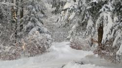 Ostępy leśne zimą też przyciągają ...